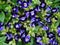 A bed of beautiful purple Torenia flowers