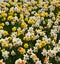 A bed of blooming multicolored daffodils, square format