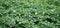 Bed of blooming potato plants. Patch of Solanum tuberosum plant in bloom growing in homemade garden.