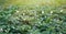 Bed of blooming potato plants. Patch of Solanum tuberosum plant in bloom growing in homemade garden.