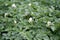 Bed of blooming potato plants. Patch of Solanum tuberosum plant in bloom growing in homemade garden.