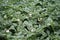 Bed of blooming potato plants. Patch of Solanum tuberosum plant in bloom growing in homemade garden.