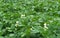 Bed of blooming potato plants. Patch of Solanum tuberosum plant in bloom growing in homemade garden.