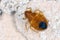 Bed bug Cimex lectularius parasitic insects of the cimicid family feeds on human blood