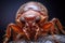 Bed bug macro. Cimex hemipterus, close up view