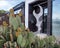 Bed of cacti in front of an abstract steel sculpture by unidentified artist in Dallas, Texas.