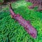 Bed of clovers surround a redwood trunk