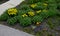 bed of colorful prairie flowers in an urban environment attractive to insects and