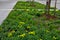 bed of colorful prairie flowers in an urban environment attractive to insects and