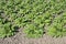 Bed of Comfrey plants