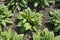 Bed of Comfrey plants