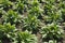 Bed of Comfrey plants