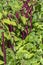 A bed of decorative amaranth tailed and juicy chard