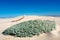 Bed of desert flowers and plants on dune