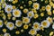 Bed Of English Daisies In The Green Grass Floral Background