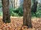 A bed of fallen leaves in the fall in Cooks Forest State Park near Clarion, Pennsylvania, with two tree trunks in the foreground