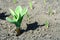 Bed with green garlic seedlings. Spring sowing of vegetables on the household farm