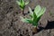 Bed with green garlic seedlings. Spring sowing of vegetables on the household farm