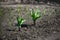 Bed with green garlic seedlings. Spring sowing of vegetables on the household farm