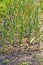 Bed with the green shoots of a maturing garlic