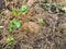 Bed in a greenhouse. a small green sprout grows among the yellow and withered grass. fragile, small plant, planting of perennial