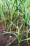 Bed with growing green garlic feathers in the home garden