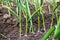 Bed with growing green garlic feathers in the home garden