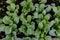 Bed of growing radishes in the garden