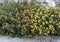 Bed of Lantana plants with yellow and orange flower clusters