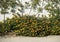 Bed of Lantana plants with yellow and orange flower clusters