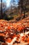 Bed of Leaves