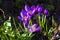 A bed of opening crocuses in early spring growth