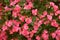 A Bed of Pink Begonias