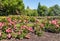 Bed of pink roses in public park in Blenheim town, New Zealand