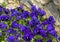 Bed of purple pansies in front of stone hillside in Camogli, Italy