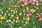 A bed of rich colored spring flowers on flowery meadow