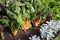 Bed with Silvebeet and Parsley in a vegetable garden