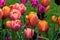 Bed of tulips, various colors. Green grass in background.