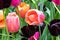 Bed of tulips, various colors. Green plant background.