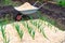 a bed with winter garlic mulched with fresh sawdust, next to a garden wheelbarrow in which sawdust is poured