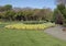 A bed of yellow pansies, Dallas Arboretum