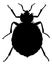 Bedbug as illustration