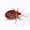 Bedbug. Close up of Cimex hemipterus - bed bug. ai generative. Macro photography of a bedbug