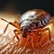 Bedbug Close up of Cimex hemipterus bed bug on bed background , generated by AI