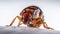 Bedbug Close up of Cimex hemipterus - bed bug on white background , generated by AI