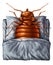 Bedbug Concept