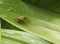 Bedbug on a green leaf in the garden