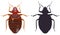 Bedbug and his black silhouette on white background. Vector illustration.