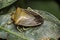 Bedbug insect on leaf extreme close up photo