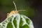 Bedbug insect on leaf extreme close up photo